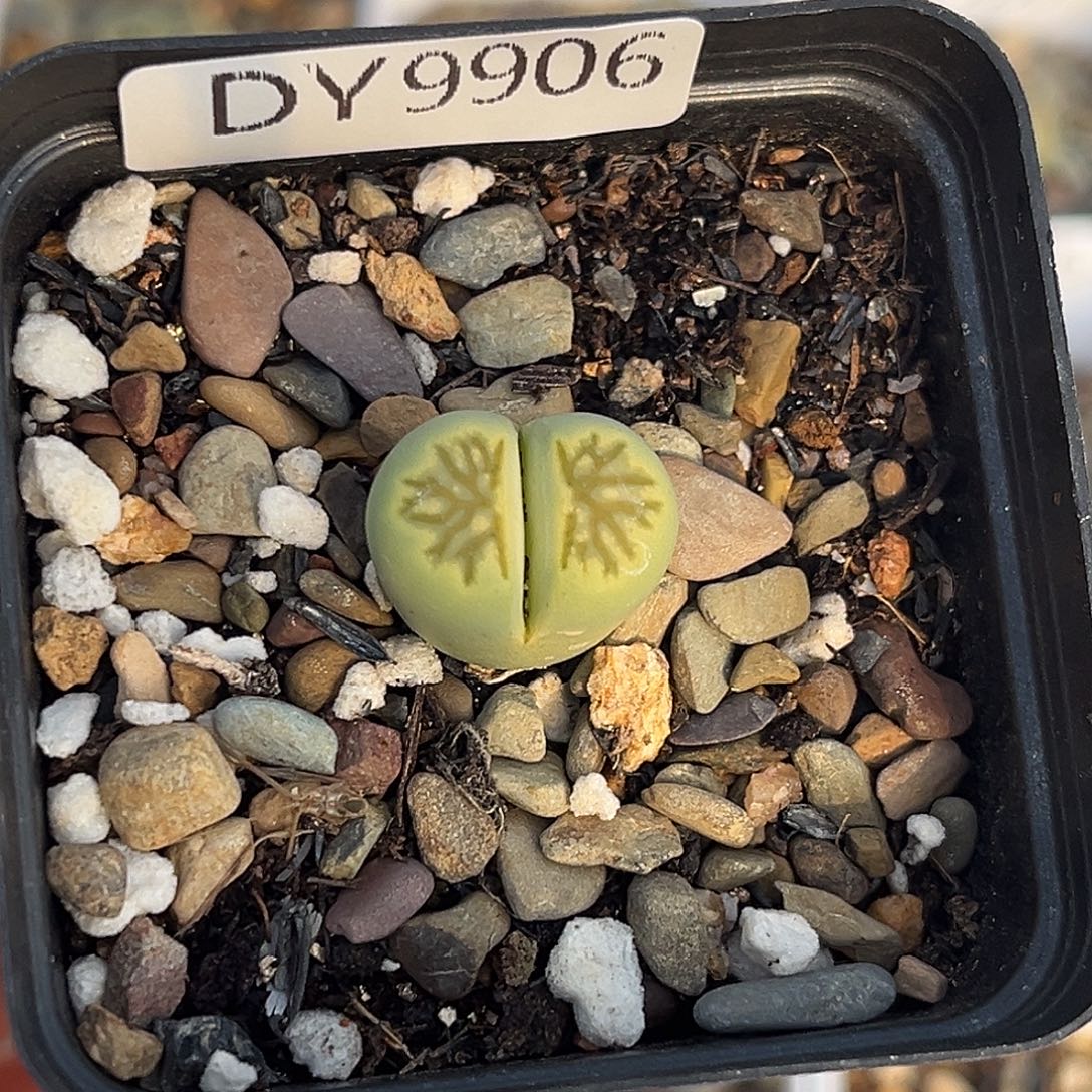 一物一拍绿菊9906