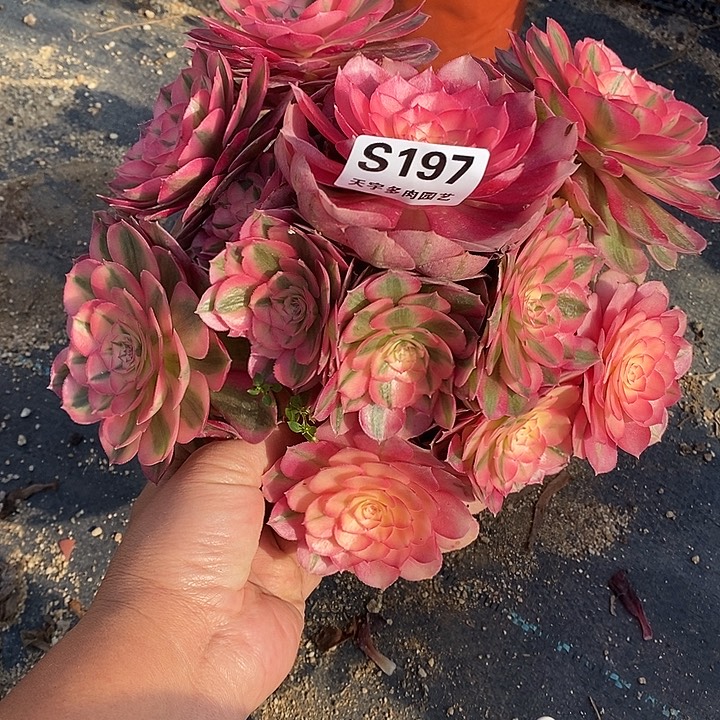 多肉植物倾城197多肉