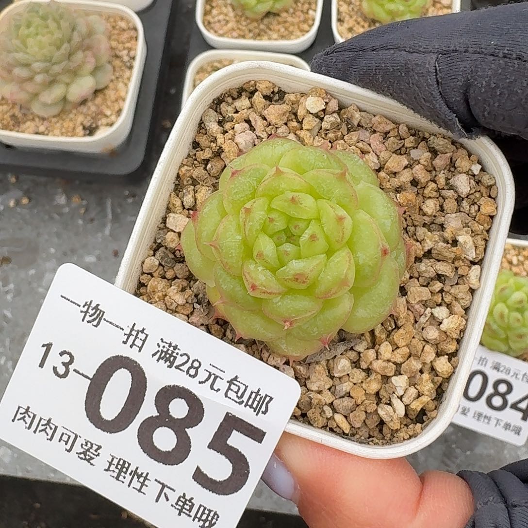 阳光玫瑰无盆土发货无