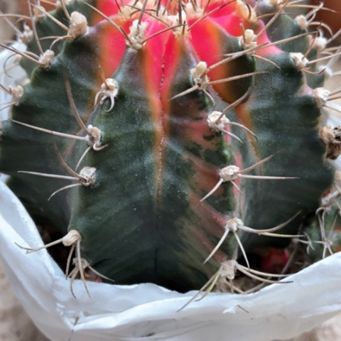 牡丹锦仙人球18米仙人球