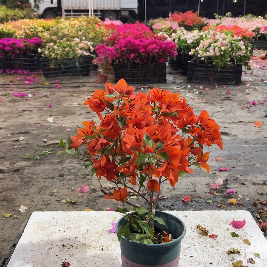 大部分花苞少量开放红桑巴掌中宝一颗