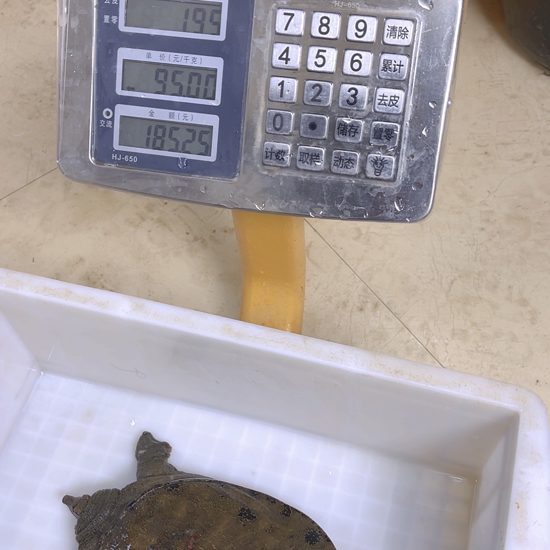 中国大陆野生甲鱼包邮包活