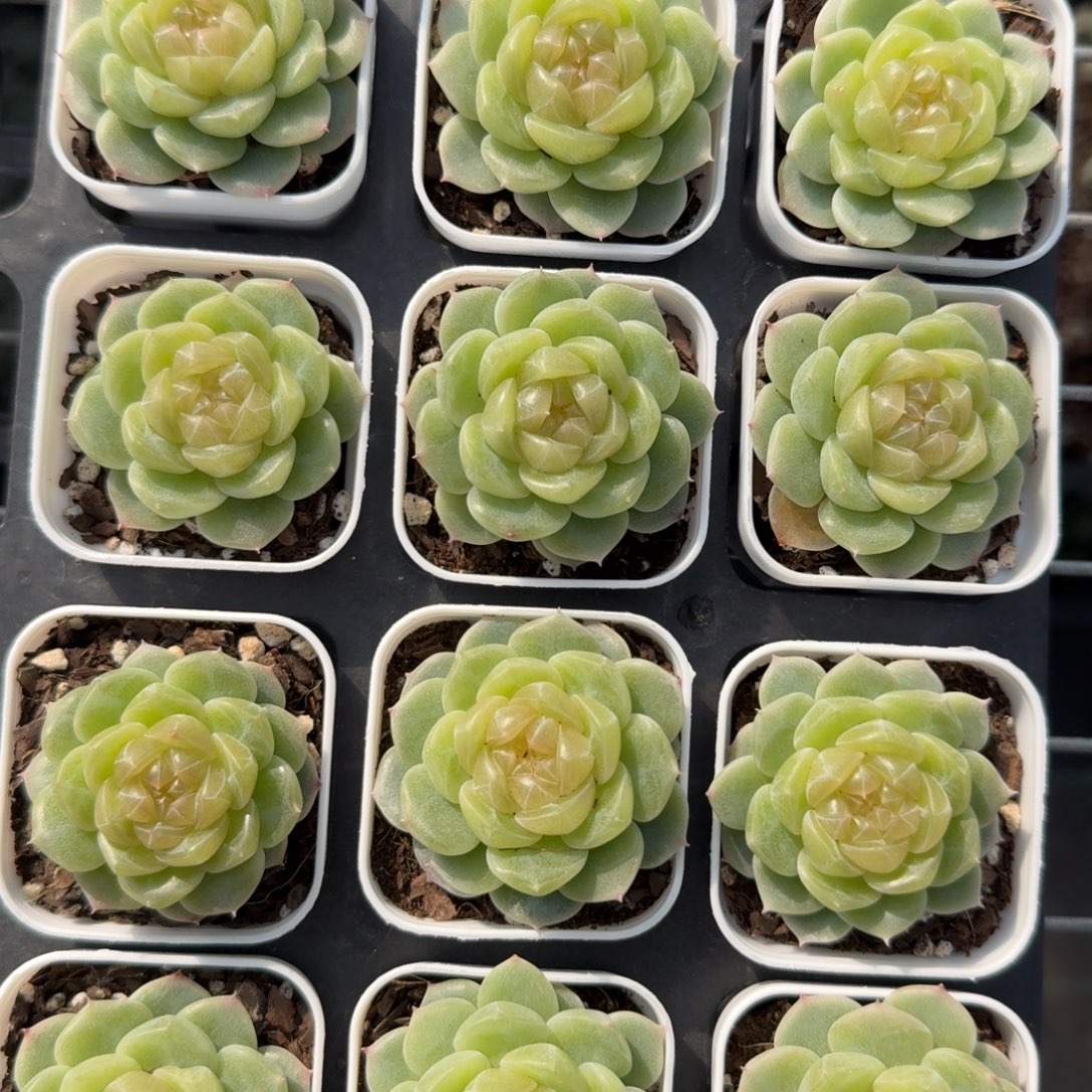 1212-050-0006单头一颗量拍