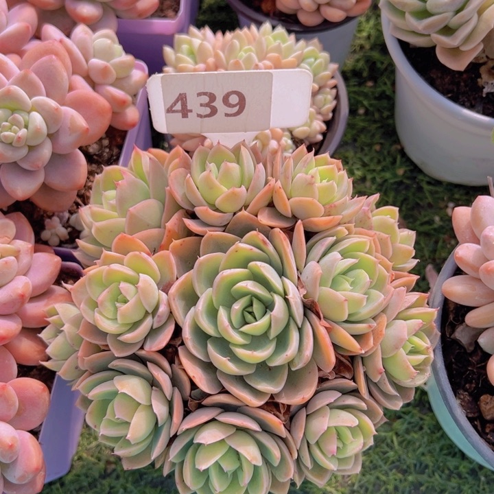 健健康康平平安安