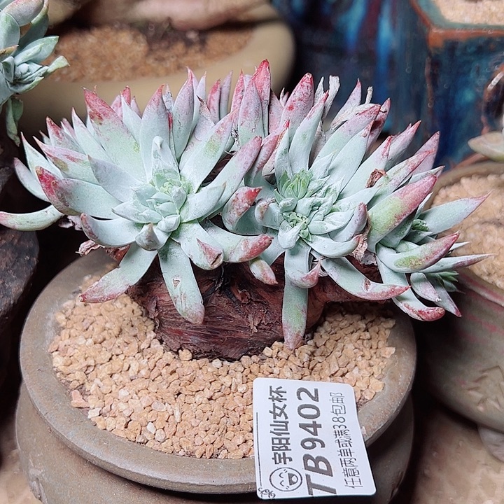 9402奴婢及纳仙女杯多肉