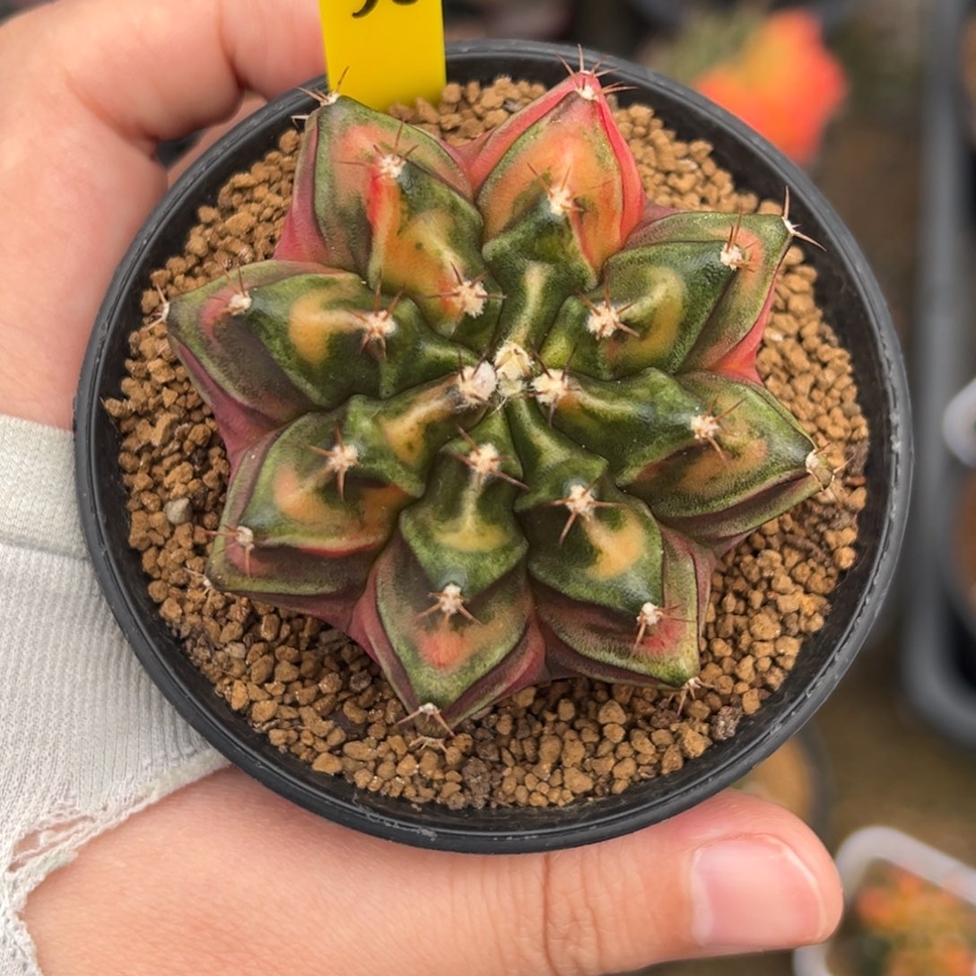 泰系实生米哈锦A56