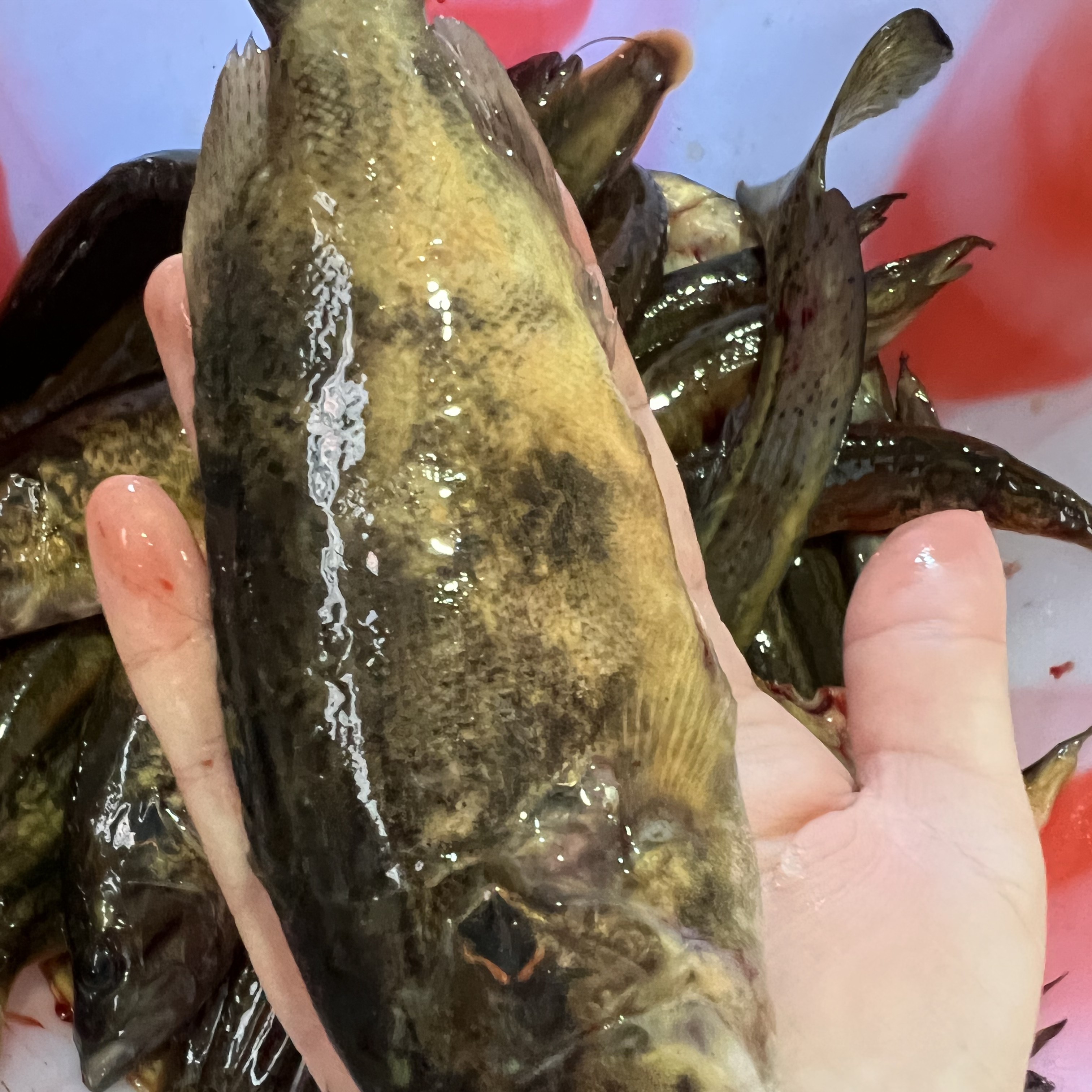 野生溪流鳜鱼淡水2斤木叶鳜斑鳜大眼鳜真空速冻保鲜顺丰包邮发货