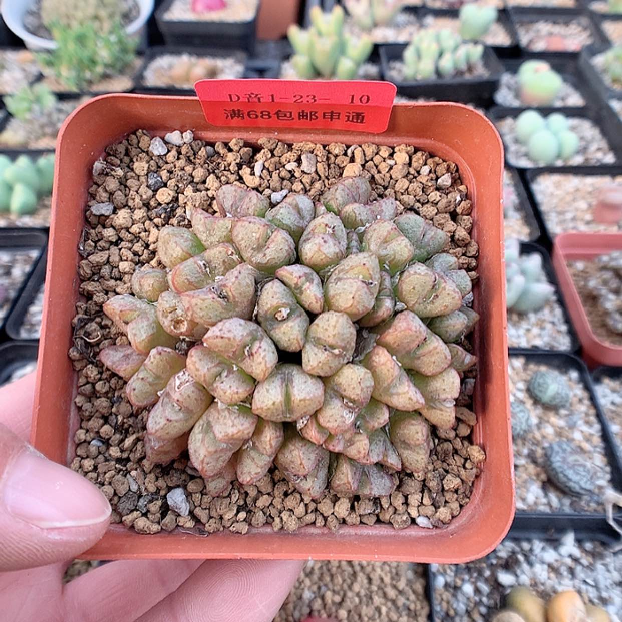 【闪购商品】1-23-10 紫花小t一群35