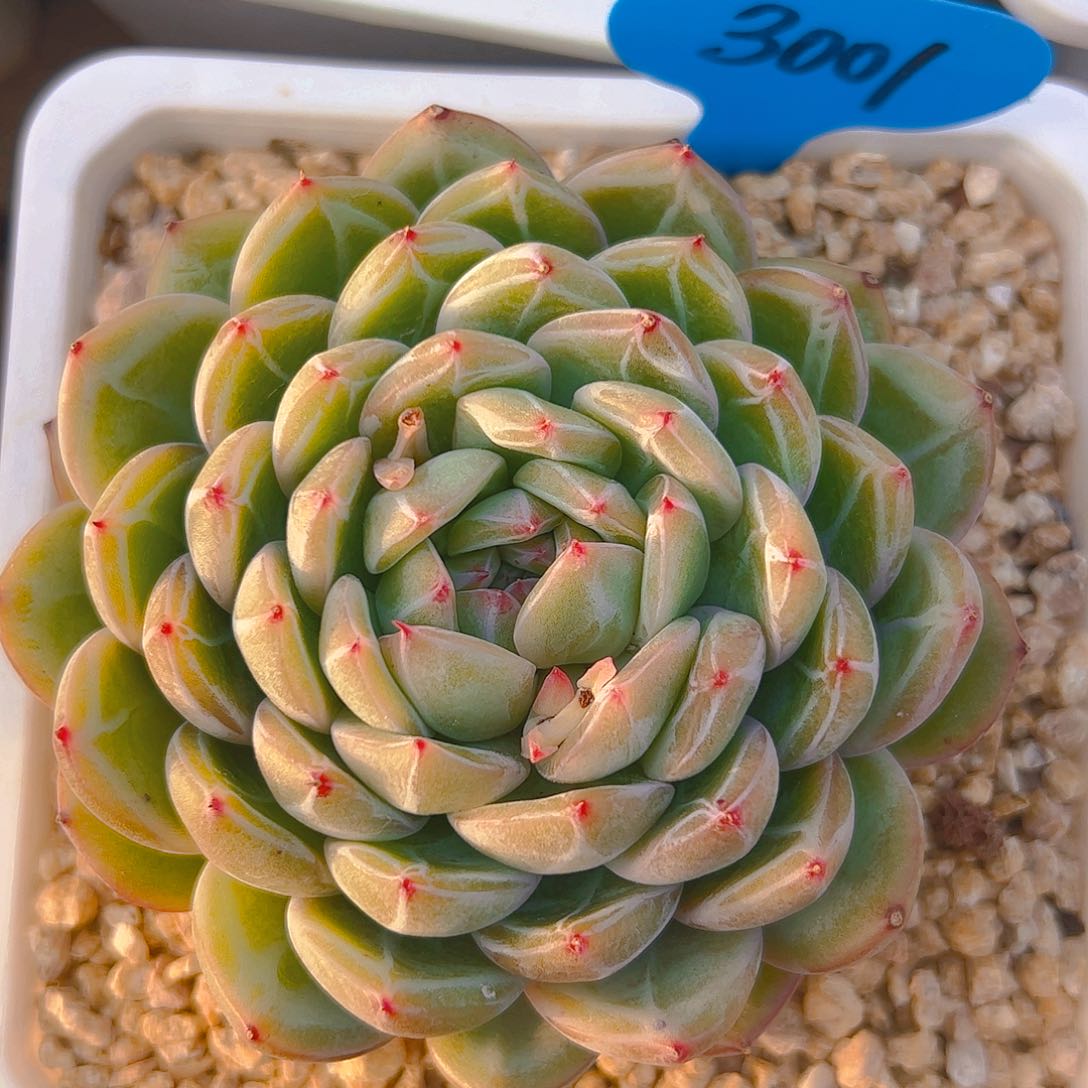 小*雪花珍妮3001号