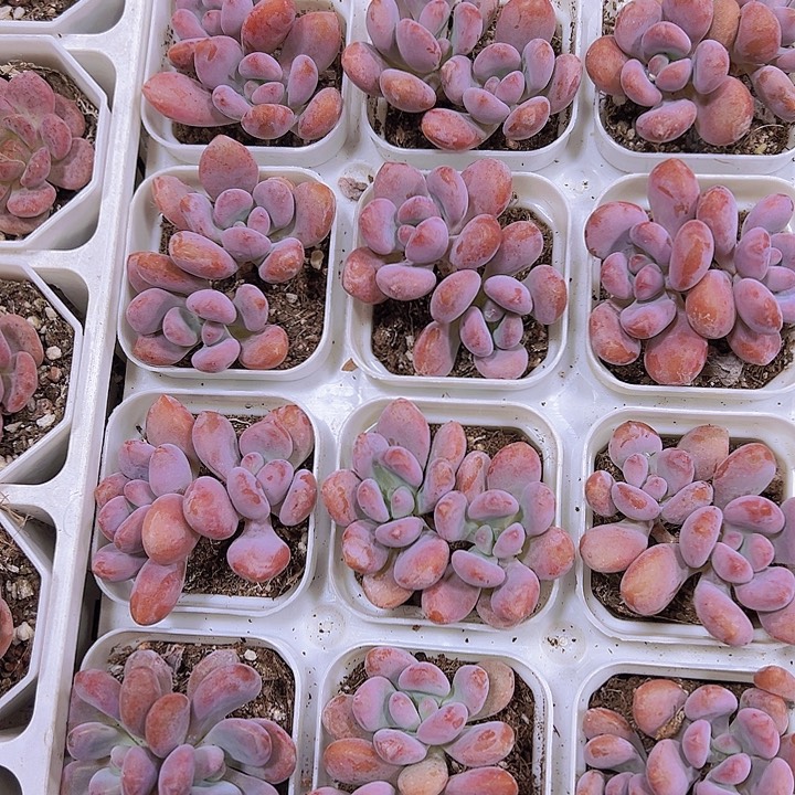 双头胖粉兔19包邮多肉