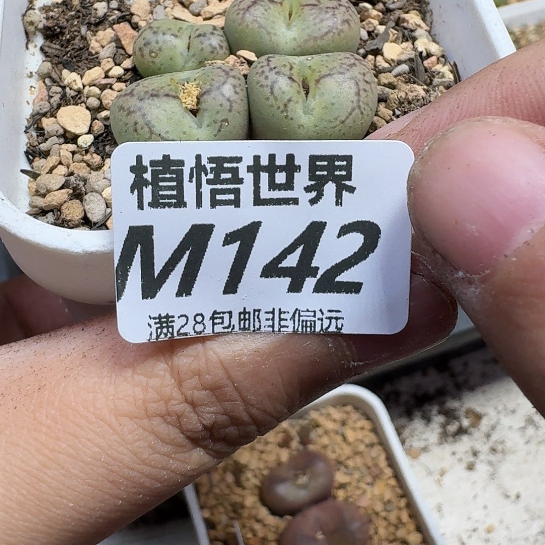 曼***塔多肉植物的润泽gbnm