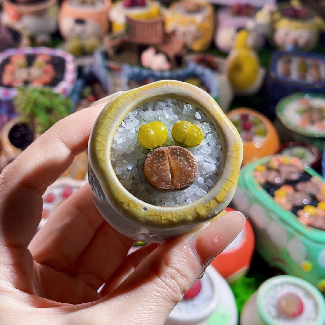 1.7cm三颗米奇头生石花