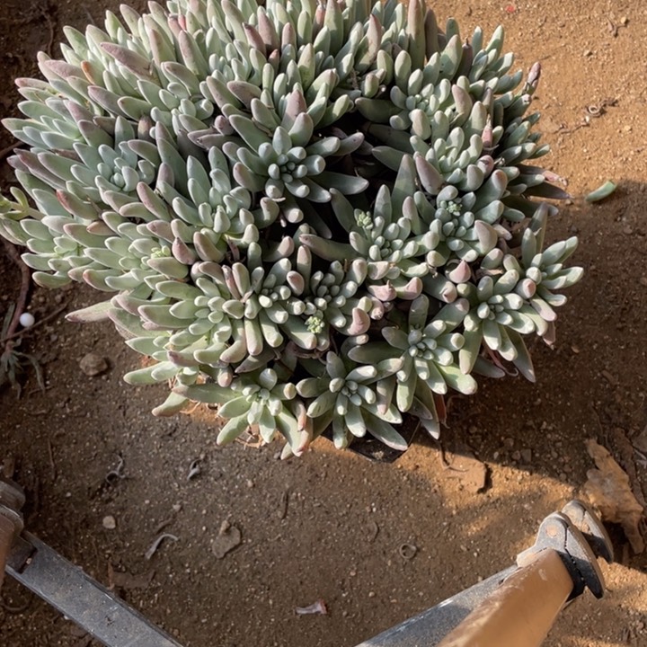 蜻****呱332号雪花多肉植物