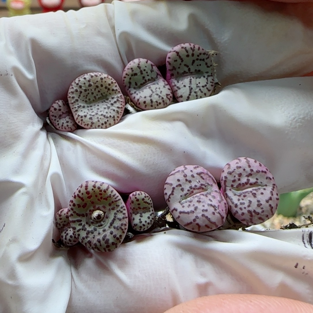 2-21-241当天满58包邮福利安贞一手多肉