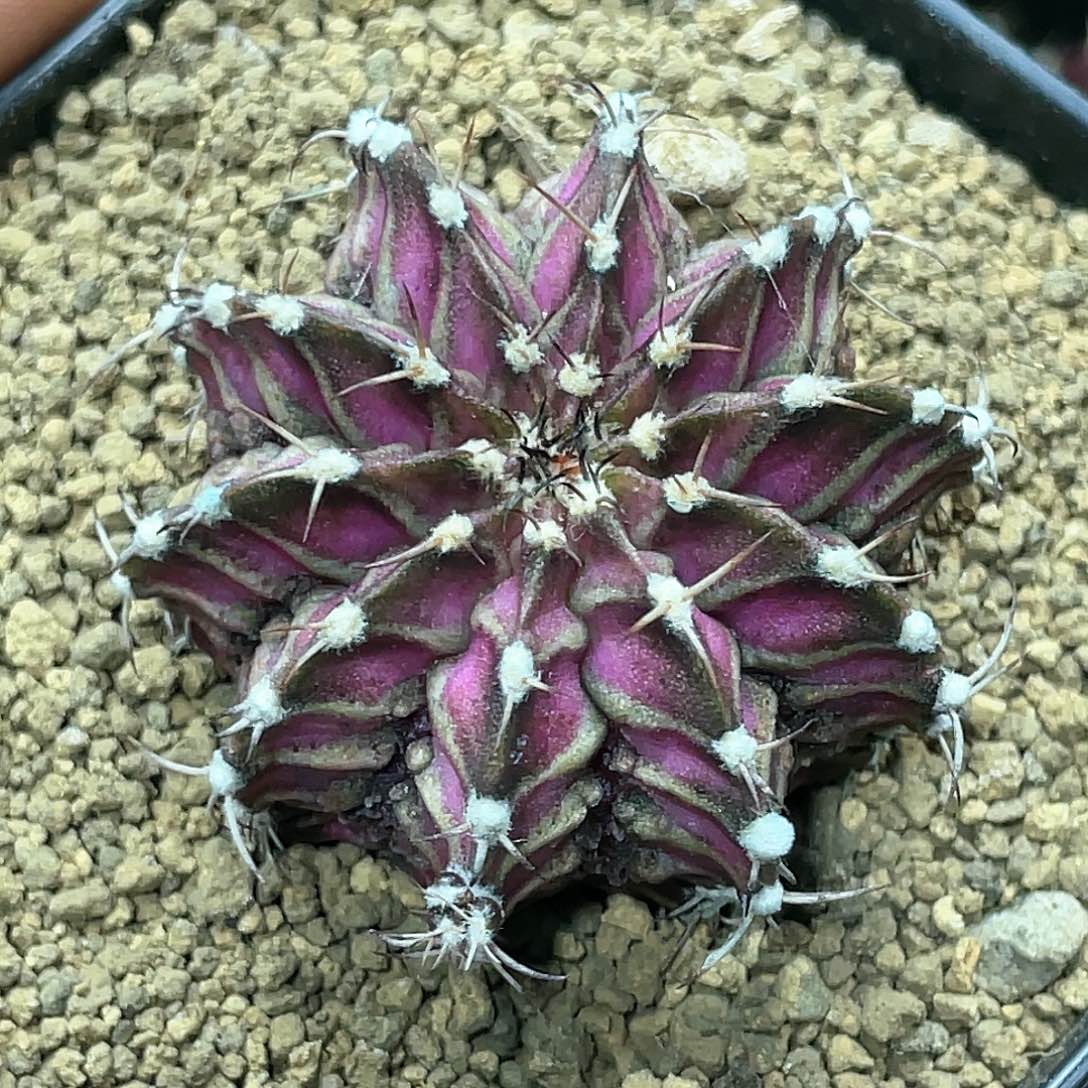 实生根系，肋骨海神