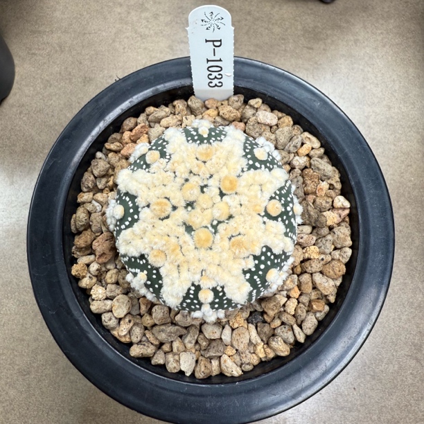 青青姐直播链接 P1033 花园兜 实生仙人球