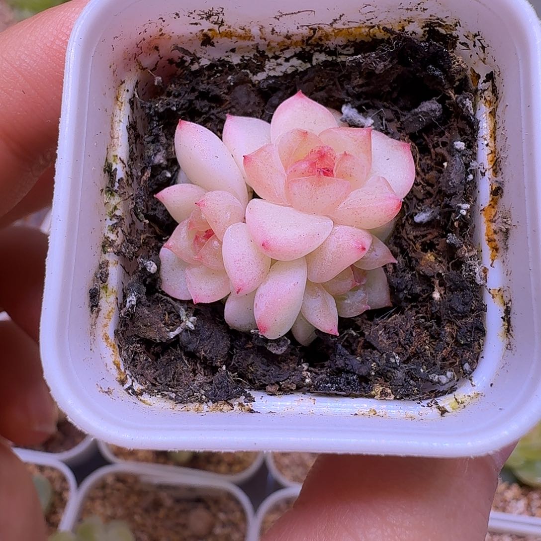 甜心628多肉一物一拍