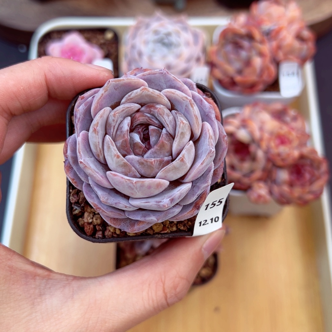 好好看155、哈哈哈哈