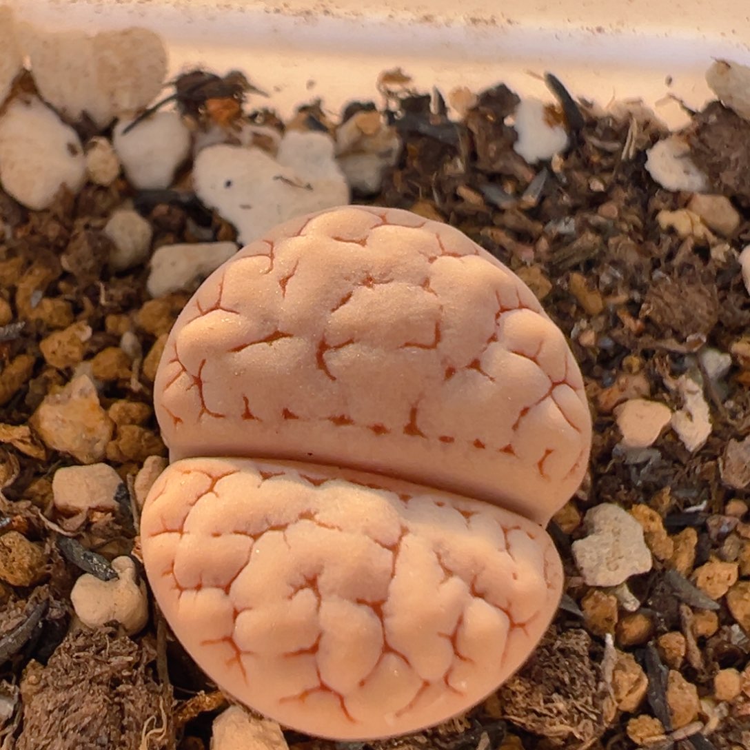 91多肉植物百科知识