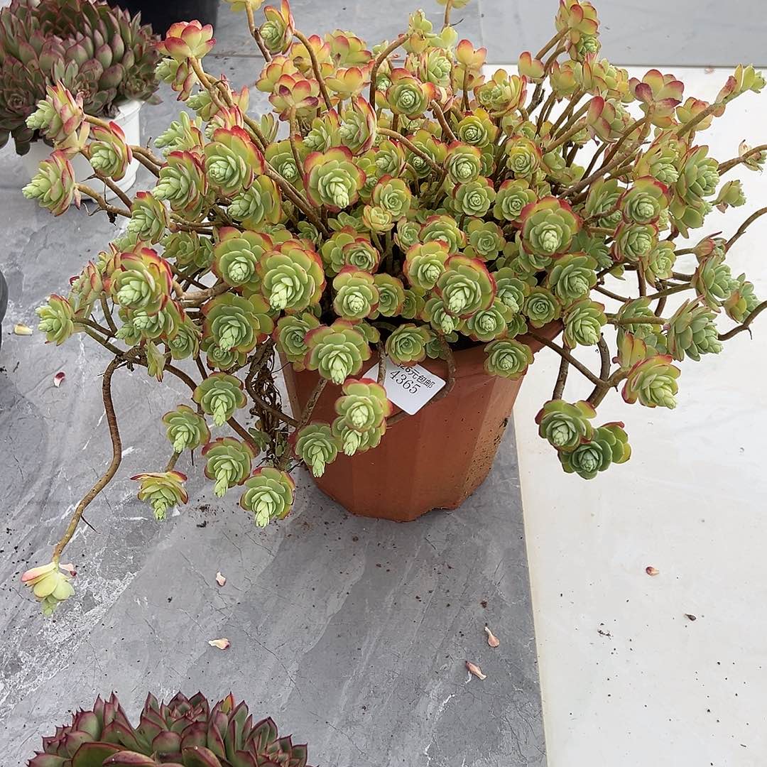 赛***衣4365薄化妆多肉植物多肉