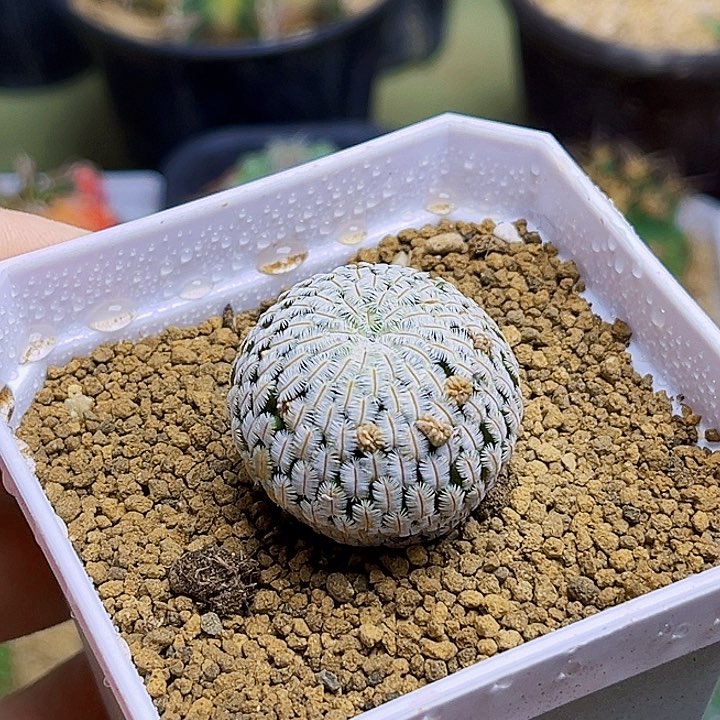 自根白斜子一颗一颗
