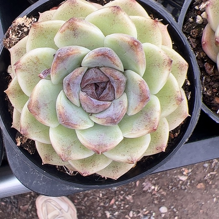 糖心晚霞多肉植物精品