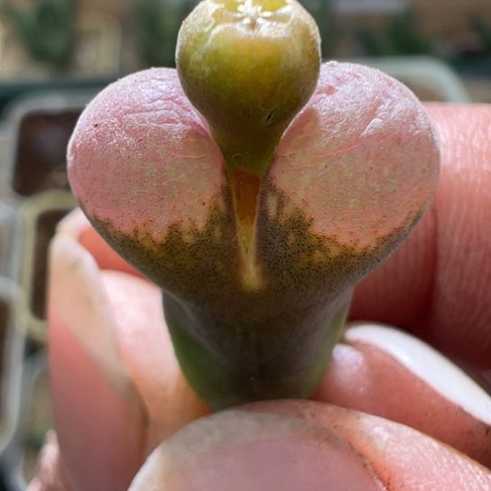 缺水福利一颗美风铃，不售后912。