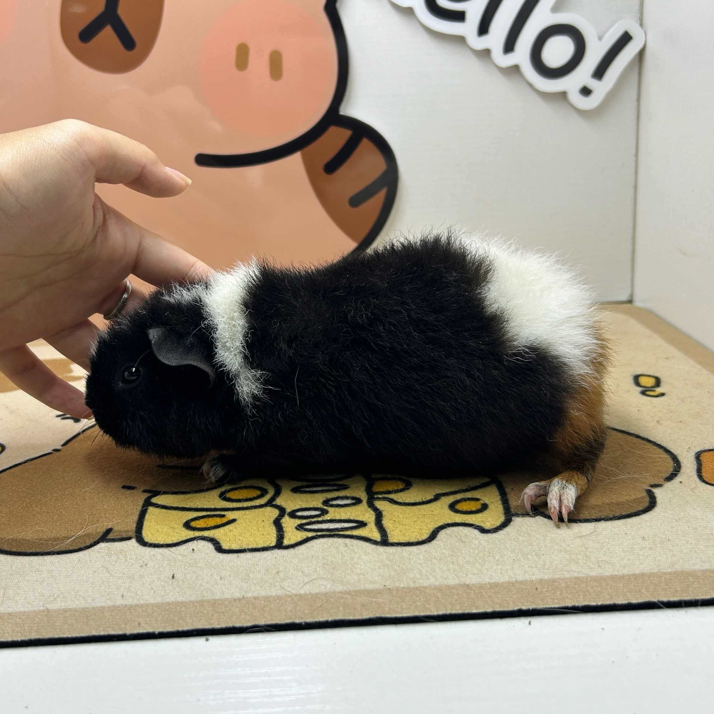 宠物豚鼠三花美泰荷兰猪弟弟（微真菌）