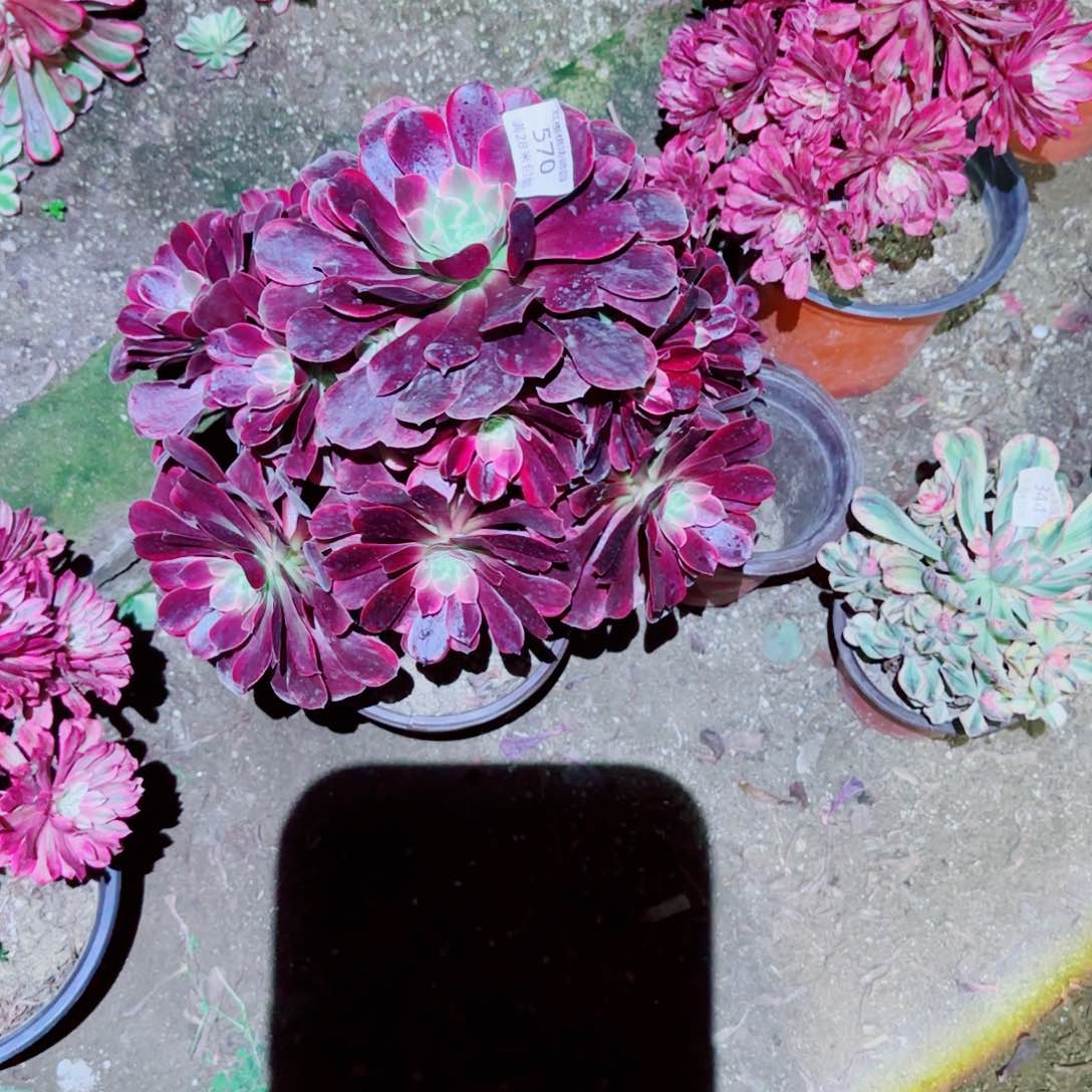 金丝法师多肉570