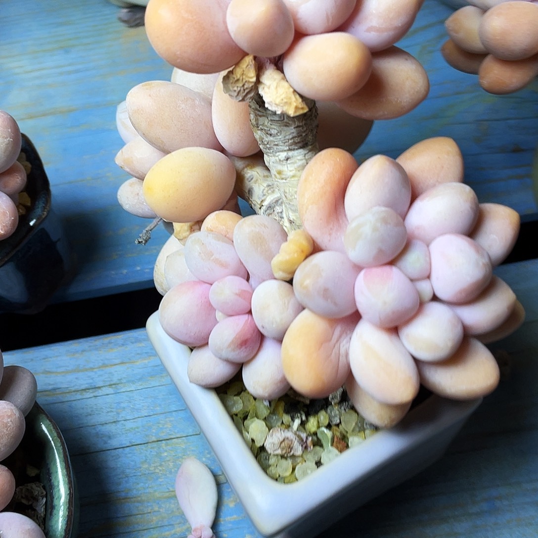 上***儿多肉植物的生长发育和生长