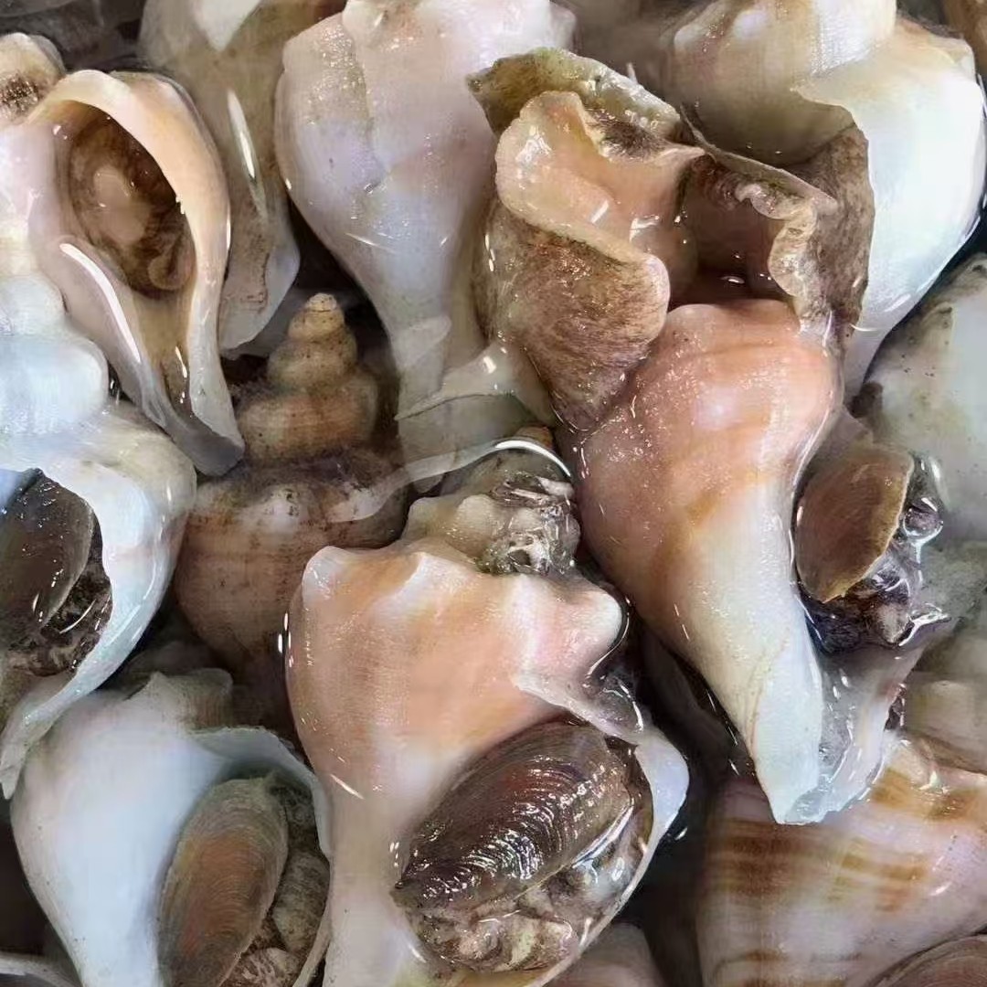 白玉螺 海螺500g