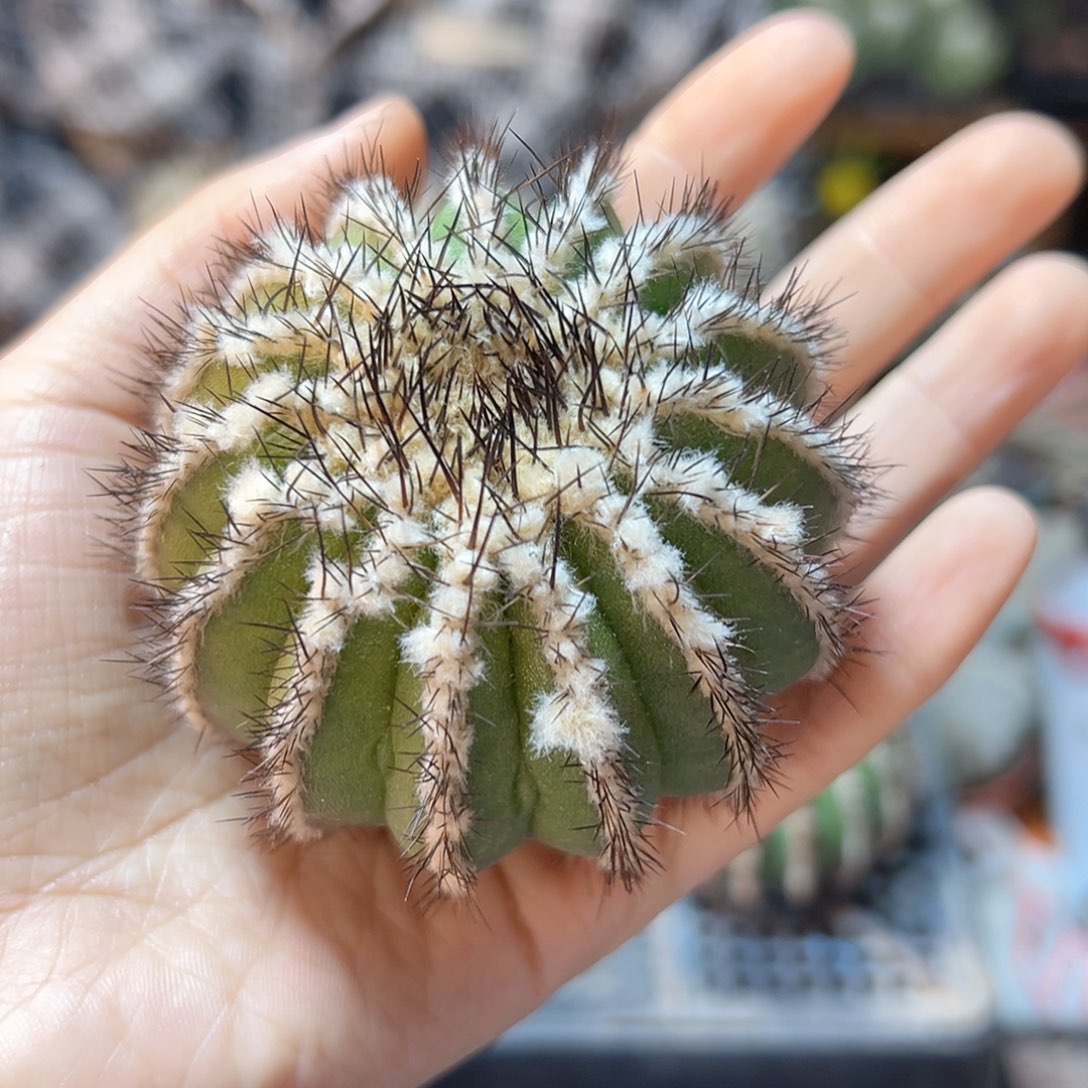 绿皮尤伯球6公分无根带小木心