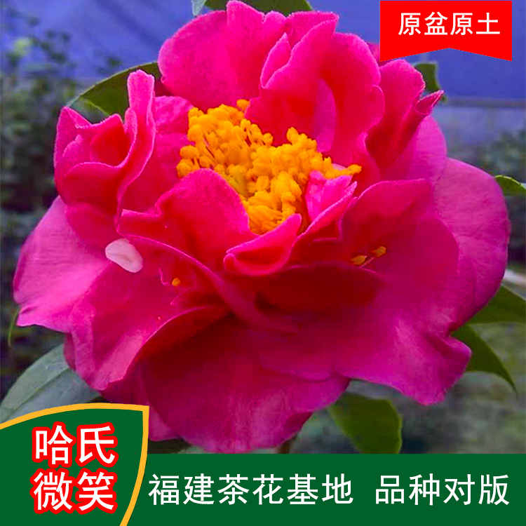 哈氏微笑茶花盆栽树苗带花苞耐寒四季常青冬季开花基地直销包邮