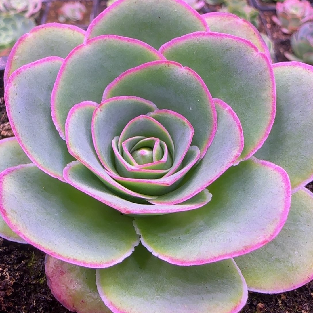 单头7厘米玫瑰1424242757675763