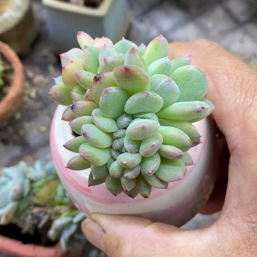 精品多肉、一物一拍不包整132