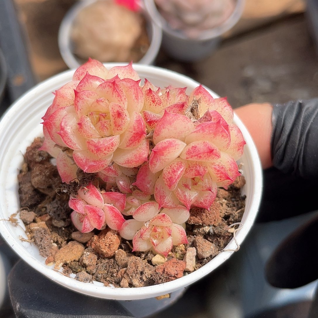 优选麦秆福利045