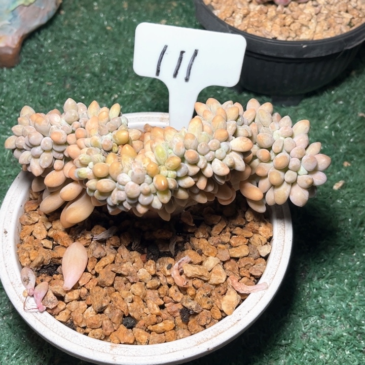 汤圆111号码牌子的话