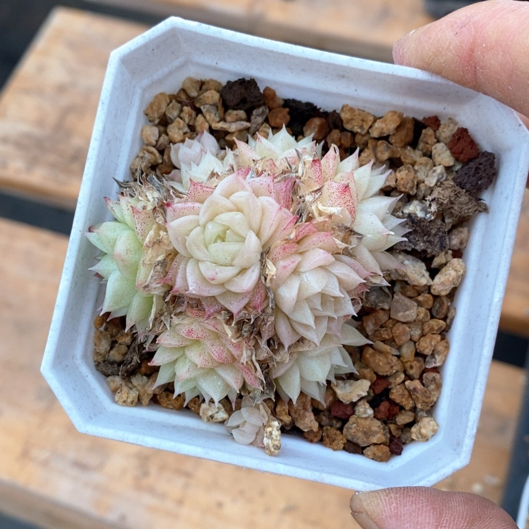 精品多肉一物一拍不包整13