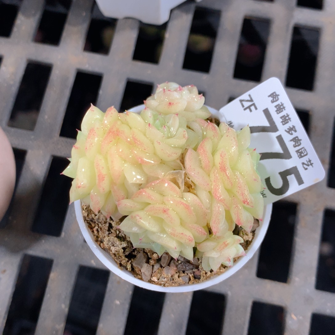 5CM拇指盆精控多肉ZF775