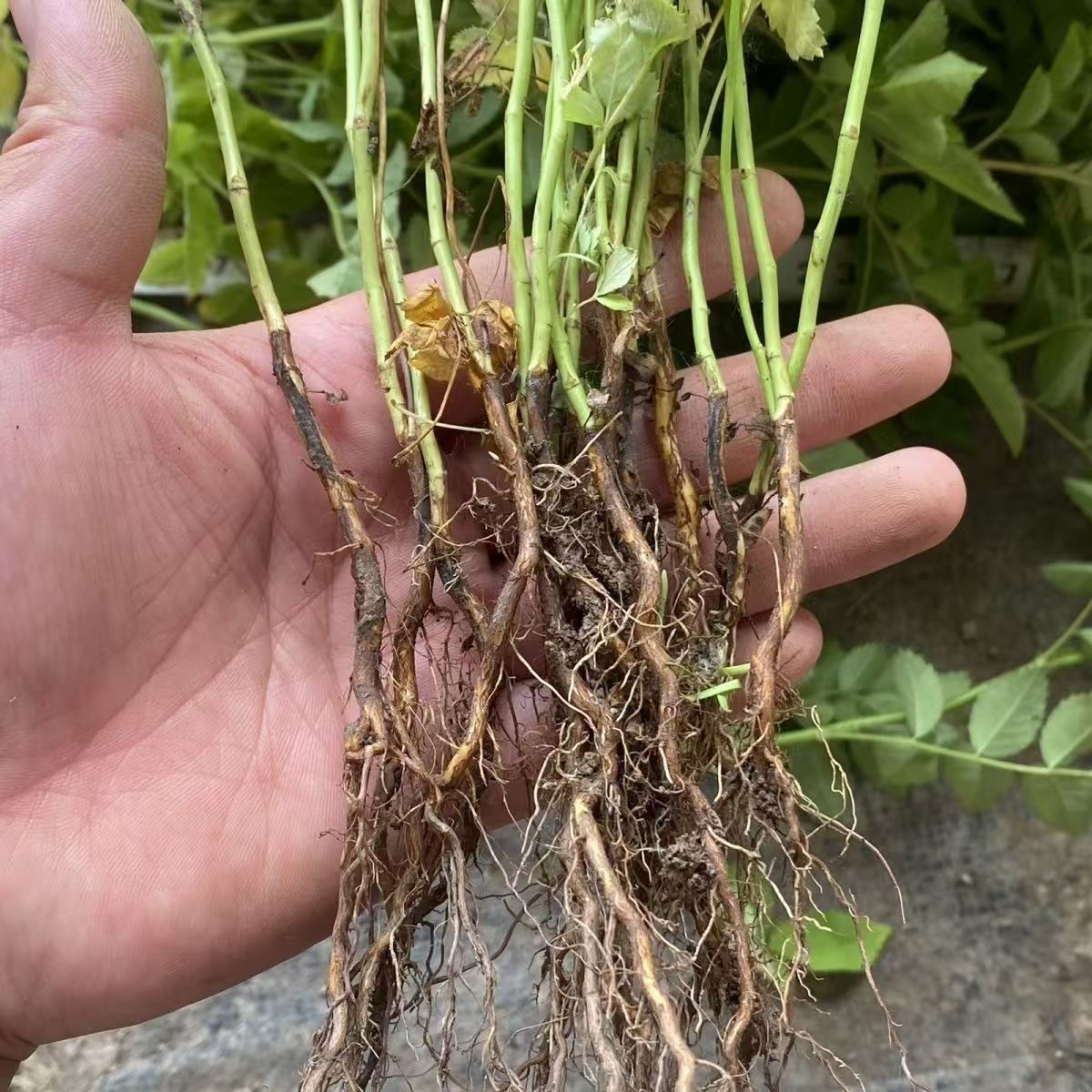 无刺蔷薇实生根蔷薇牙签苗嫁接月季砧木提根蔷薇山木香金樱子刺梨