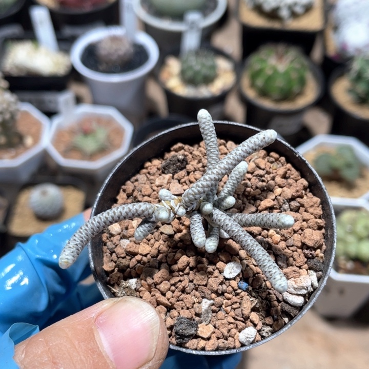 376银蚕植物仙人球