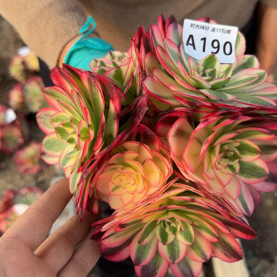 190荔枝。多肉植物