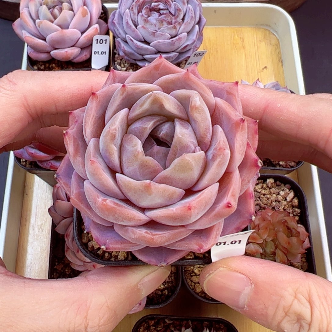 好好看103、哈哈哈哈