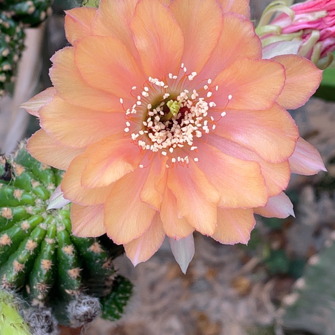 丽花 火焰龙侧芽 歪 满20包邮3–4公分