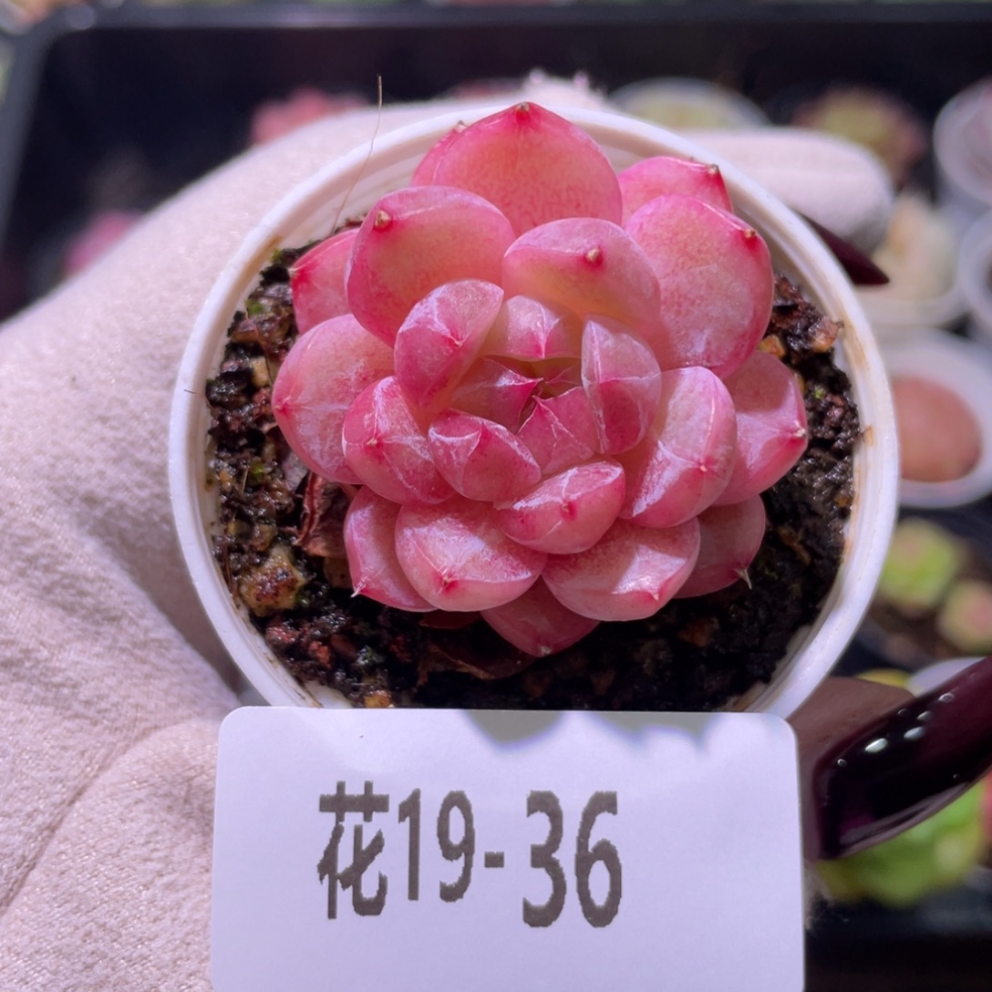花利美19-36新品单头