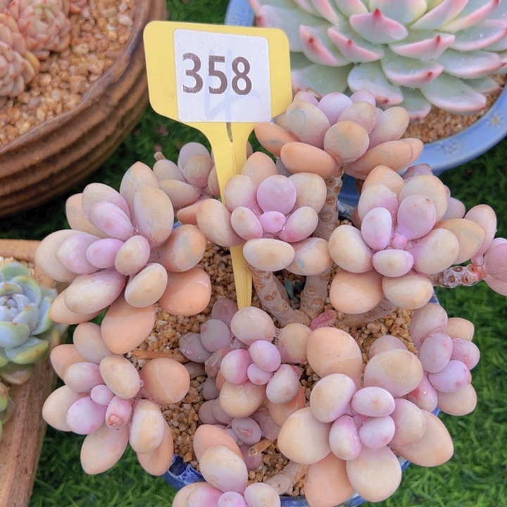 健健康康平平安安