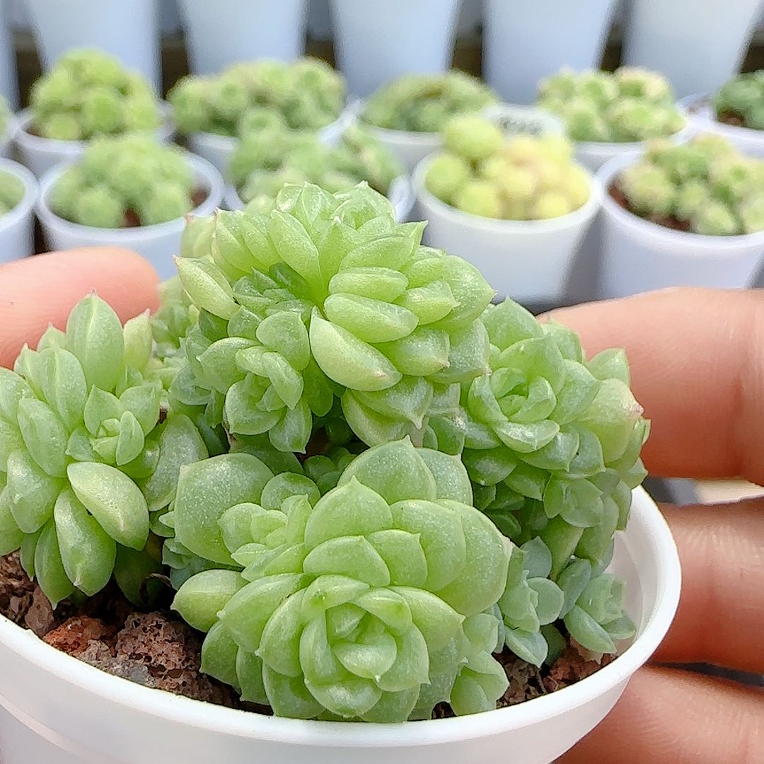 【闪购商品】0709-64优选麦杆