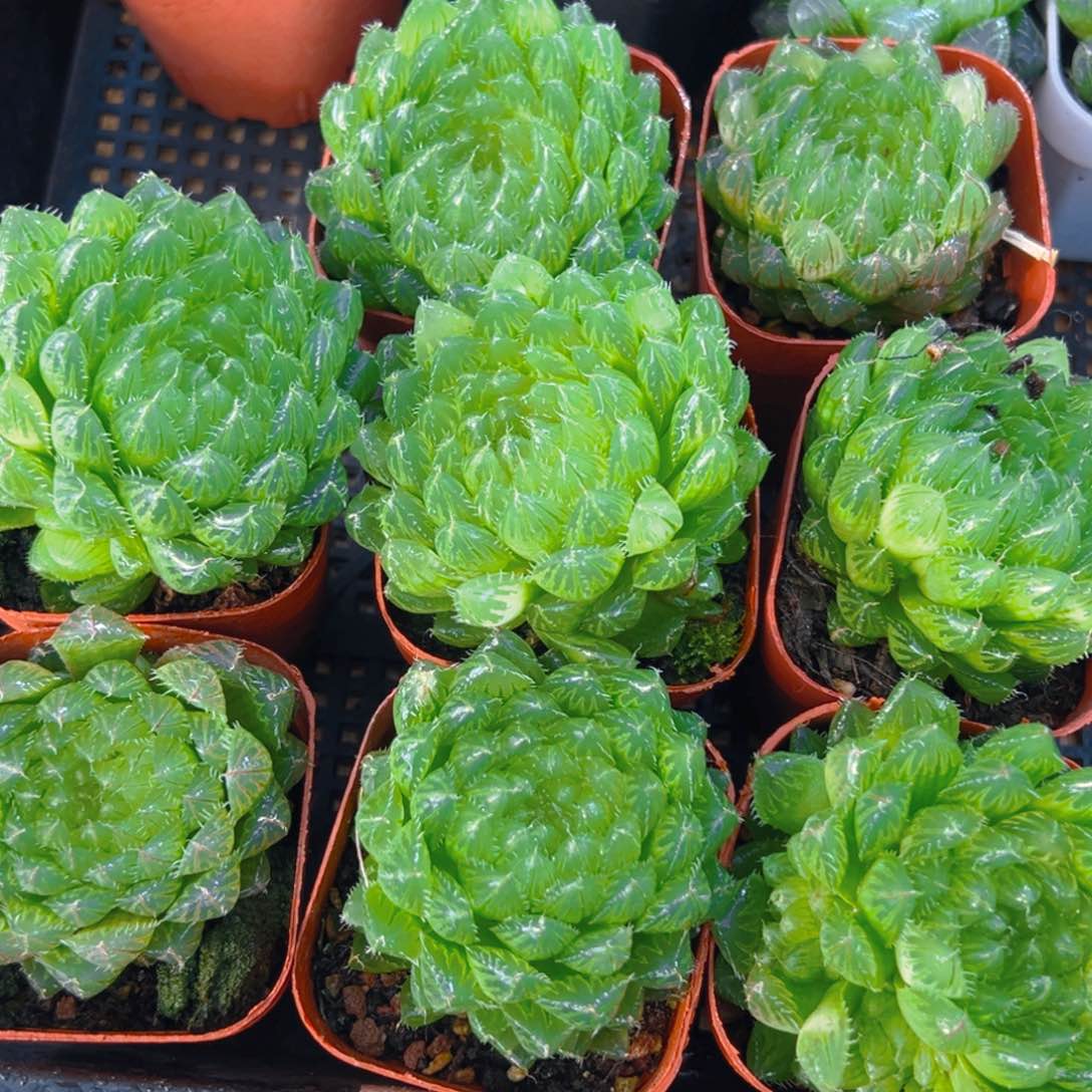 翠云玉露多肉多肉一颗