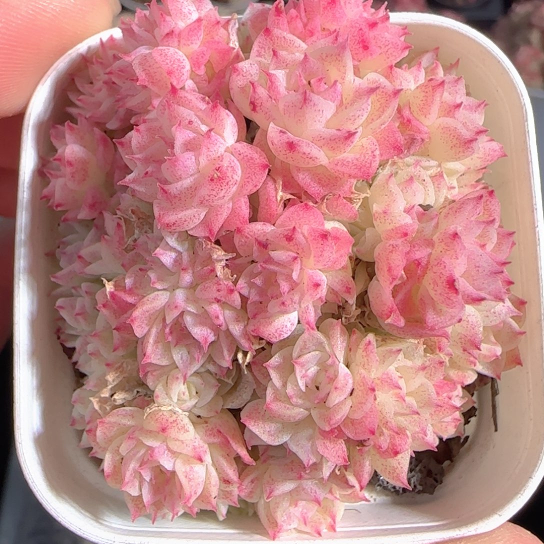 多肉1228-42优选麦秆群