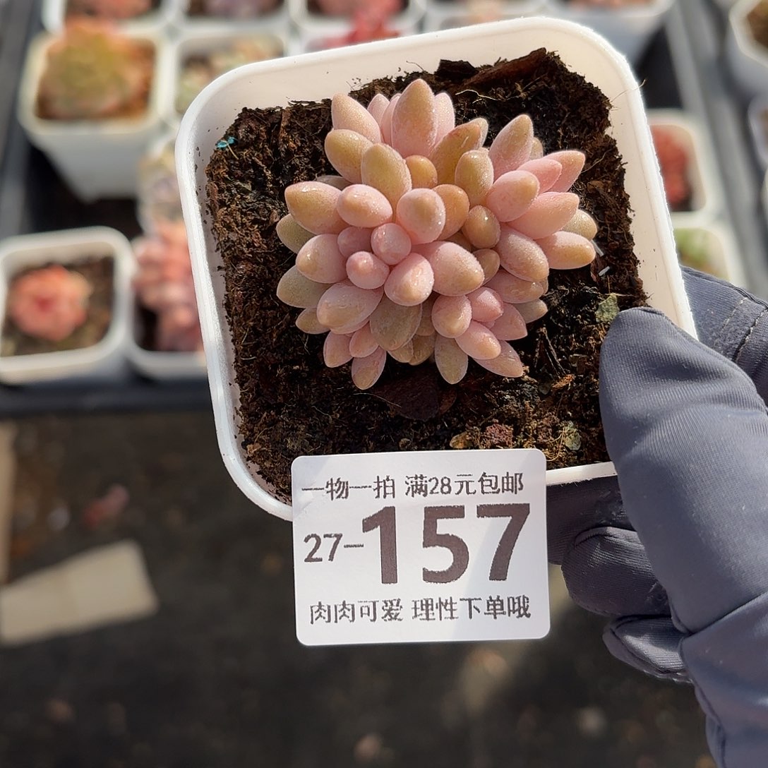 星黛露无盆土发货无